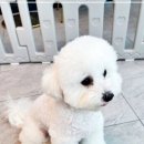 베베호텔 유치원 & 애견스파 이미지