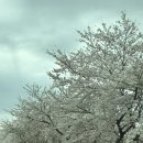 돌말 | 팔공산벚꽃시즌 갈비찜 맛집추천 동인정갈비찜 솔직 후기(치즈갈비찜 강추)