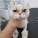 아꼬운냥 이미지