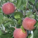 사과 꼭지는 멈춘다 (박승민) 이미지