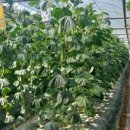 꼬꼬팜농장 이미지