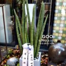 파리봉강아지미용실 이미지