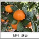 성이 푸드 이미지