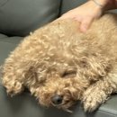 댕하우스 애견유치원 호텔 대구 중구점 이미지