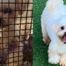 카라말티즈 이미지