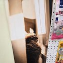 무마취 고양이 미용실 반할고양 | 무마취고양이미용실반할고양 후기: 김포·일산·검단 고양이미용 고민 끝!