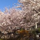 앞산강아지 이미지