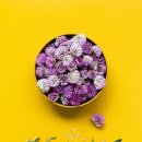 레드클로버 이미지