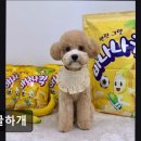 땡글하개 네이버블로그