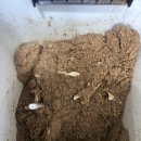 두가 | 음식물처리기 린클 프라임 내돈내산 2년사용 내부 벗겨짐 부풀어오름으로 AS받은 후기