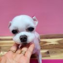 더도그맘