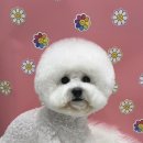 펫마켓 서구점 이미지