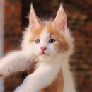 그루밍캐터리 이미지