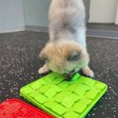 바른댕댕 애견유치원 이미지