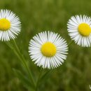 &#39;계란꽃&#39;이라고 불리고 있는 개망초·마가렛트·구절초 이미지