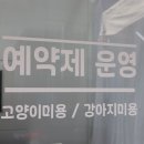 원 반려동물 미용실 | 인천 반려동물미용 원반려동물미용실, 안전한 맞춤 케어 포인트