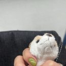 kamm nail(캄 네일)