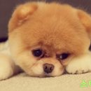 스타멍스 네이버블로그