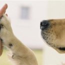 정동물약국 이미지