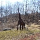 따꿈누룽지백숙 이미지