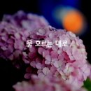 청송꽃차이야기솔채