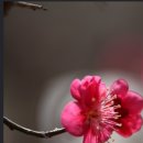 통도사홍매화 결산 이미지