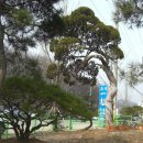 일송조경