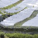 도고양돈 이미지