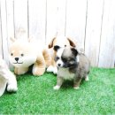 쓰담쓰담 이미지