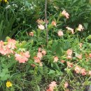 웰컴투오미골 이미지