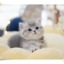 아담스펫 강아지분양 고양이분양 강남점 이미지