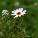 이베리스 이미지