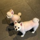 설화참숯닭갈비 이미지