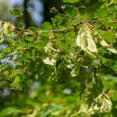 꽃마을로 이미지