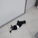 더조은동물의료센터 이미지