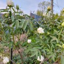 청암가든 이미지