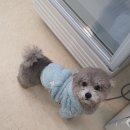 몽쉘꼬몽 이미지