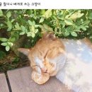 귤 줬더니 베개로 쓰는 고양이 이미지