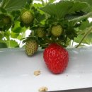 신흥한우농장 이미지