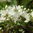 7월 2일의 꽃은 '말발도리(Korean deutzia)' 이미지