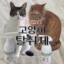 고양이 키우는 집 필수템 '아니말리 고양이 탈취제' 캣닢향 사용후기
