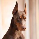 DOBERMAN 티스토리