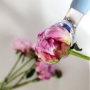 사라 | 작약 생화 처음 사보면 놀라는 이유 (사라작약 후기 총정리)