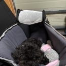 pet39너 9197 | 강아지 첫 댕카는 🚗 낫쏘빅 토토 펫유모차(+ 바니푸리 슬링백 ) 내돈내산💸💸