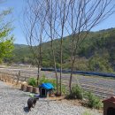 땡칠이 민박 이미지