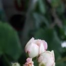 로즈스마일 이미지