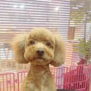 도토리펫샵 이미지