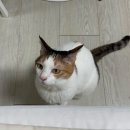씨유모라점 | 앗네의 일기