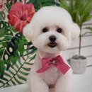 그루밍 펫 뷰티샵 이미지