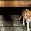 화성 한옥팬션 싱싱하우스 이미지